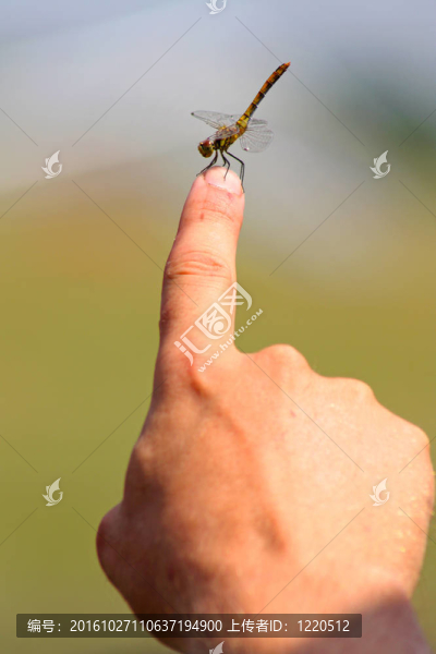 手上的有趣的蜻蜓