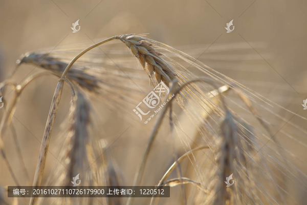 帶背景的小麥頭