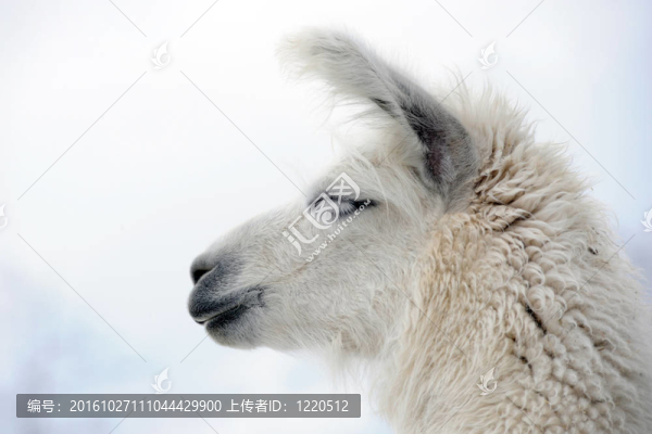 喇嘛