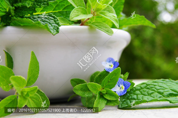 薄荷和牛至葉的特寫(xiě)；在一個(gè)白色的盤(pán)子