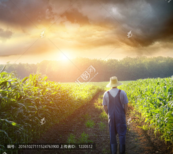 夕陽下的農(nóng)民走在玉米地里