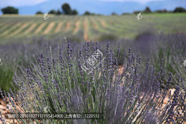 薰衣草花田