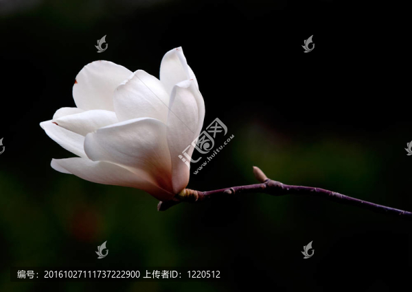 接近一朵木蘭花。
