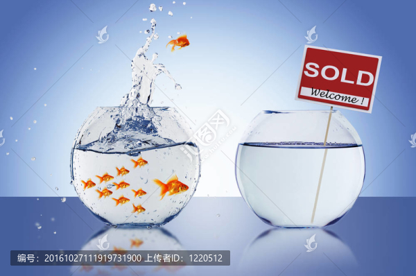 魚(yú)缸里的魚(yú)