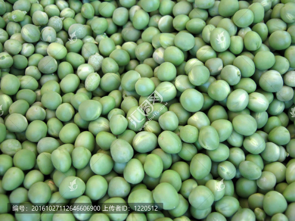 大豌豆殼豌豆