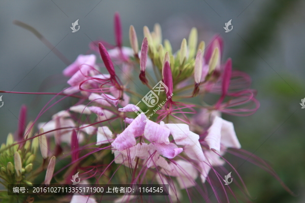 醉蝶花