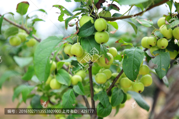果子,,沙果