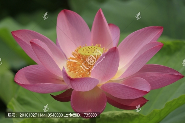 盛開的荷花