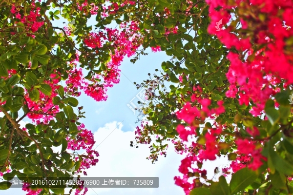 花開樹梢