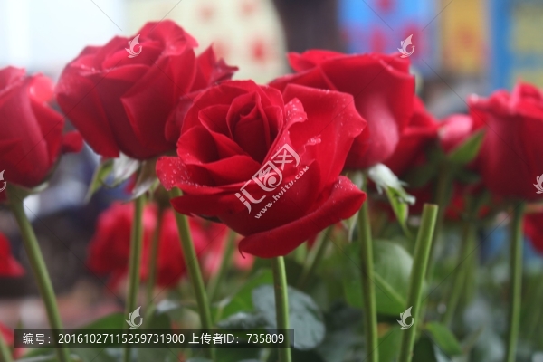 紅色玫瑰花