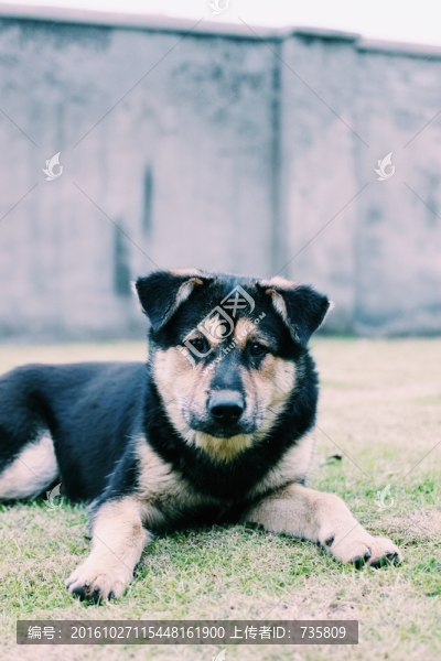 狗