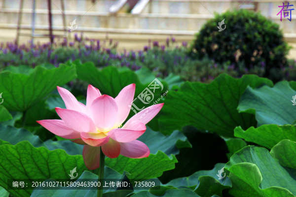 荷花