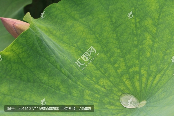 荷葉