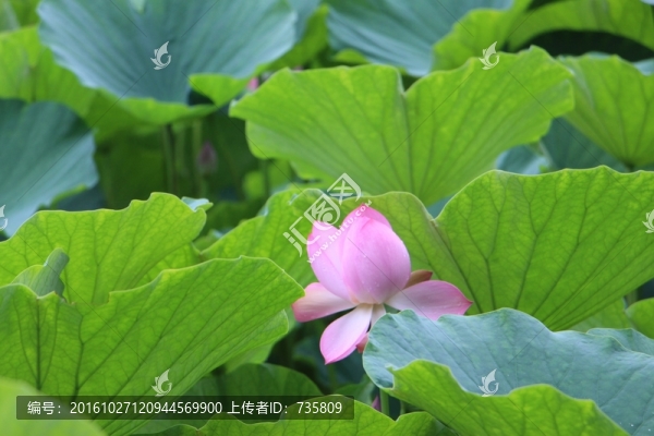 荷花荷葉