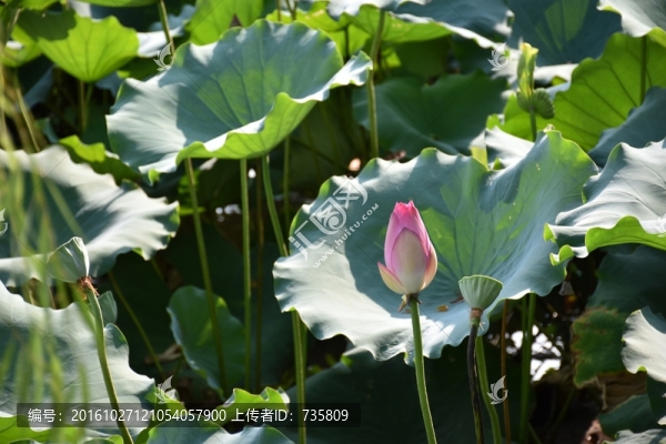 荷塘荷花