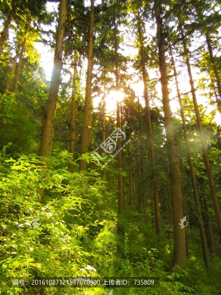 森林陽(yáng)光