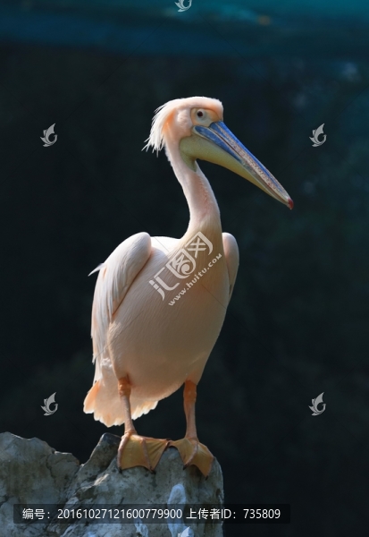 鵜鶘