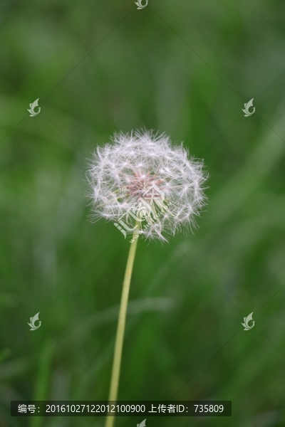 蒲公英的種子