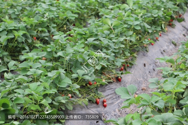 草莓地