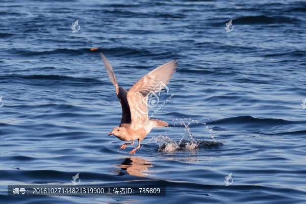 水面海鷗