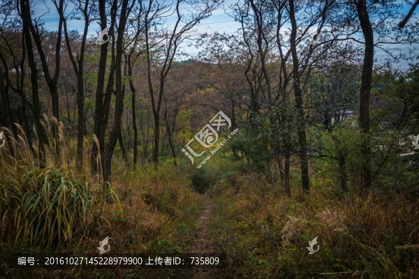 樹林小路