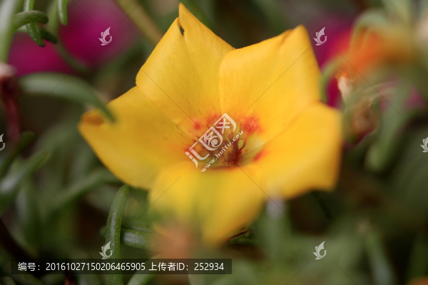 黃色小花