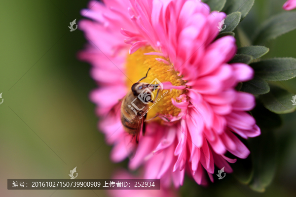 花朵與蜜蜂