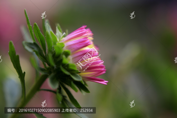 花朵