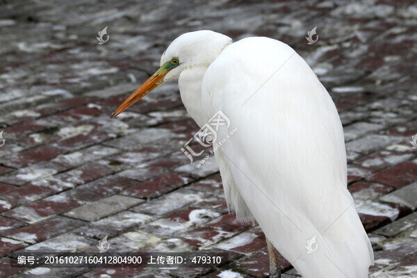 白鷺,鳥,鳥類,生態(tài)