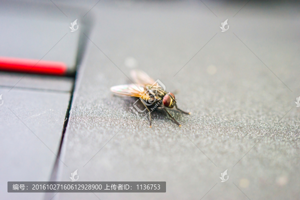 蒼蠅