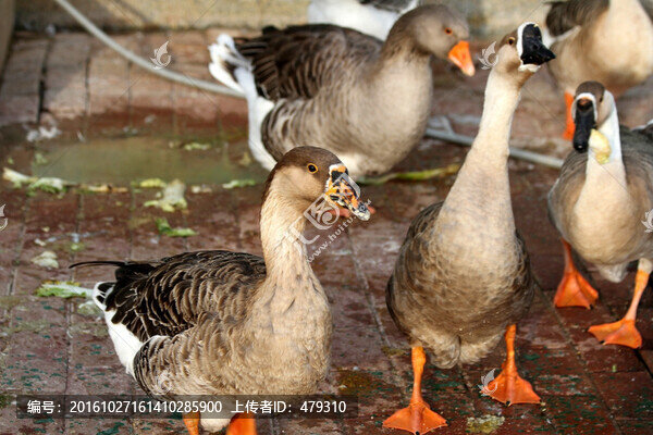 鵝,雁鵝,動物