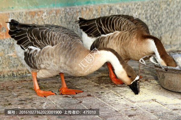 鵝,雁鵝