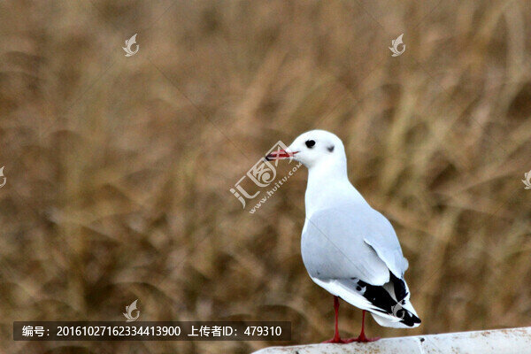 鳥,候鳥,江鷗,鳥類