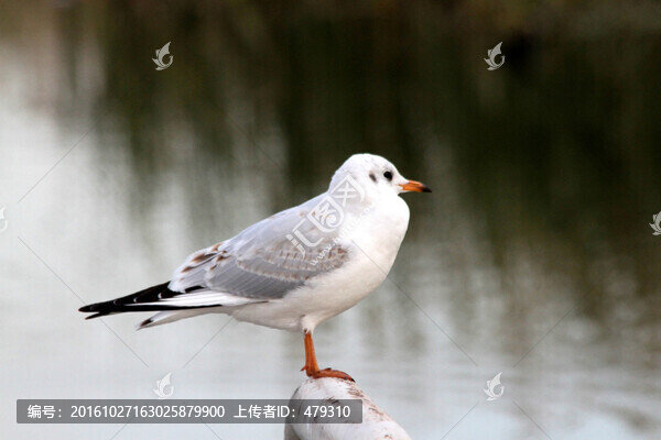 鳥,候鳥,江鷗,鳥類