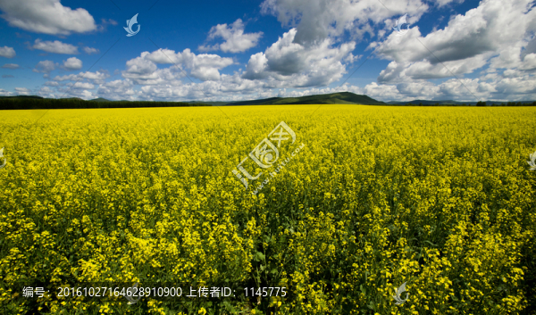 油菜花藍天白云
