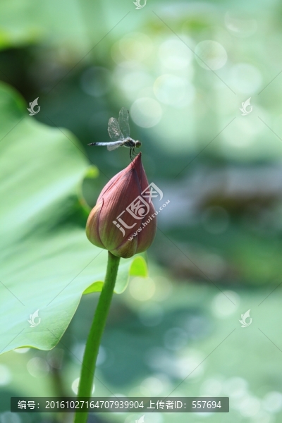蜻蜓,荷尖