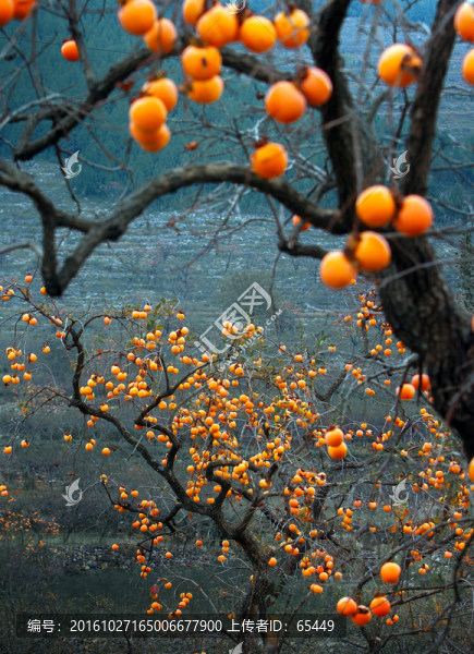 紅柿子掛滿枝頭