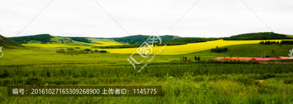 草原野花風(fēng)景