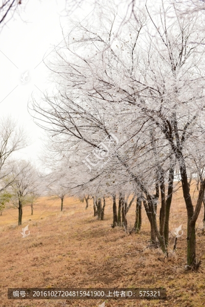 霧凇,霜凍