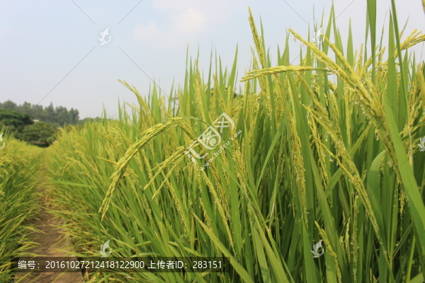 大米