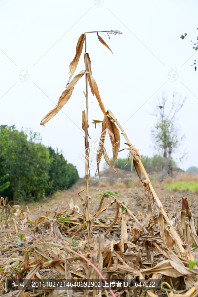 玉米秸稈