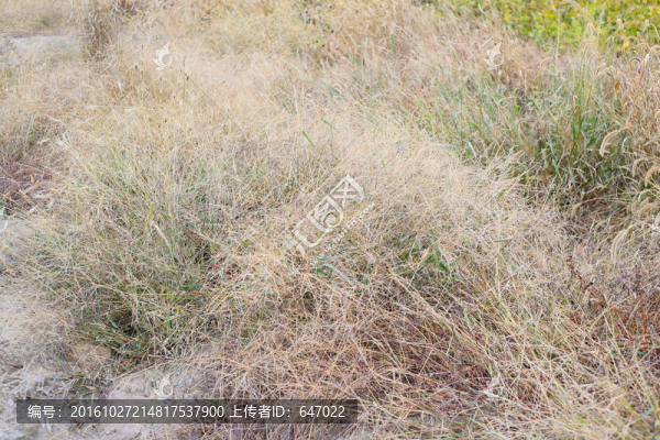 狗尾草
