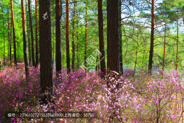 杜鵑松林風(fēng)景