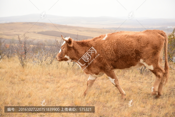 黃牛