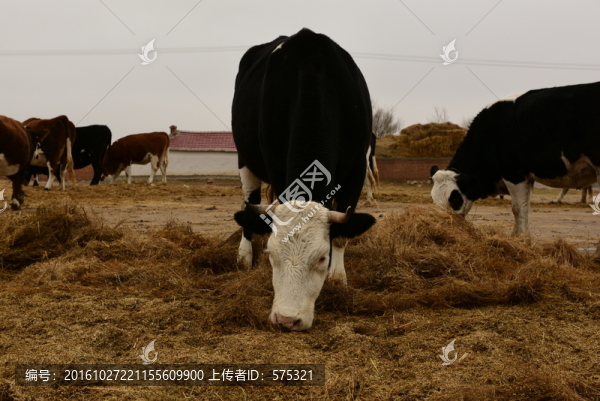 草原黃牛
