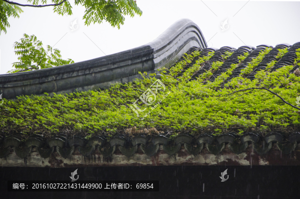 青苔