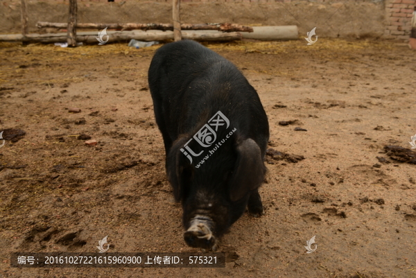黑豬