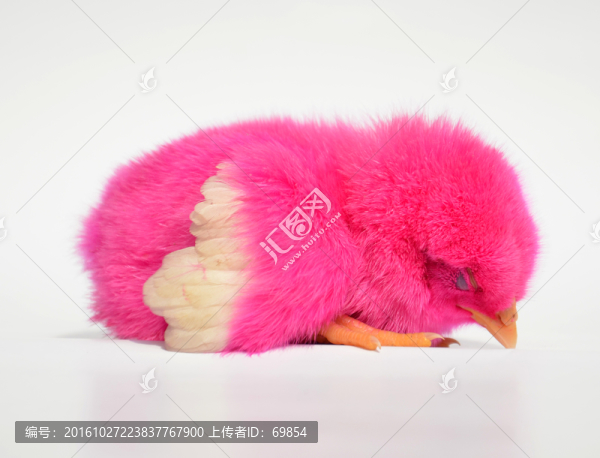 小雞