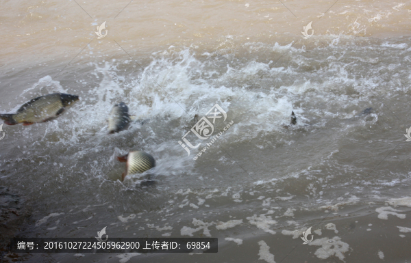 黃河鯉魚