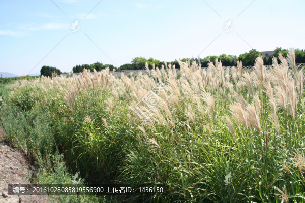 茅草